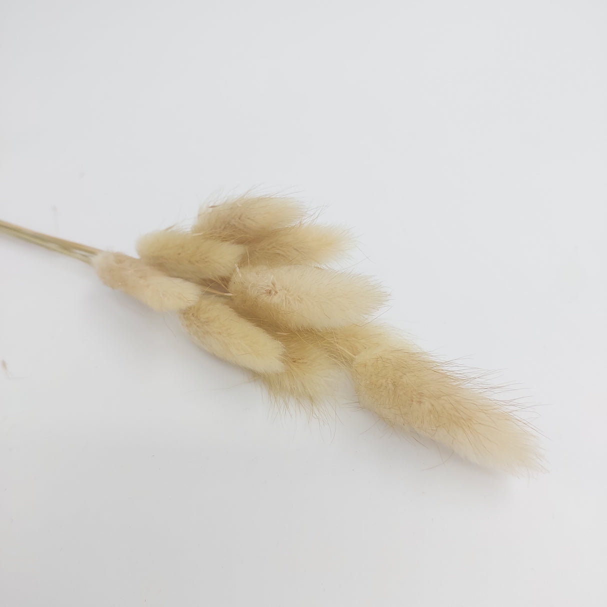 Bunny Tails 10pk Natural