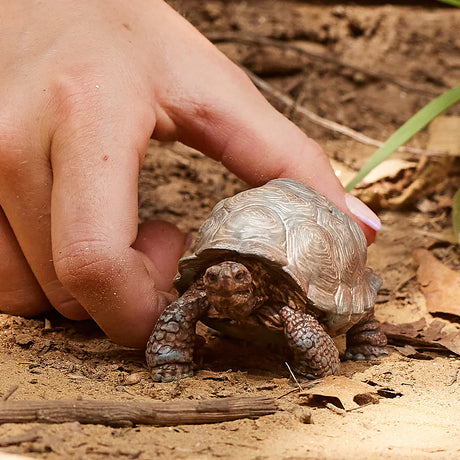 Schleich Giant Tortoise