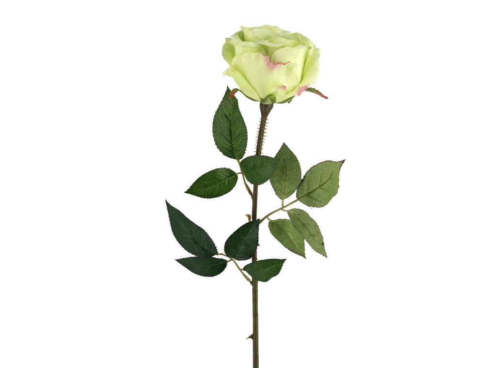 Single Rose - Light Green