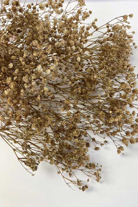 Dried Gypsophila Bunch