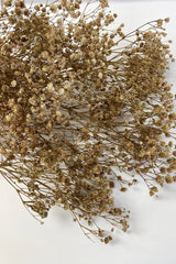 Dried Gypsophila Bunch