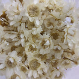 Dried Hill Flowers - Assorted