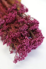 Dried Rice flower Bunch - Pink