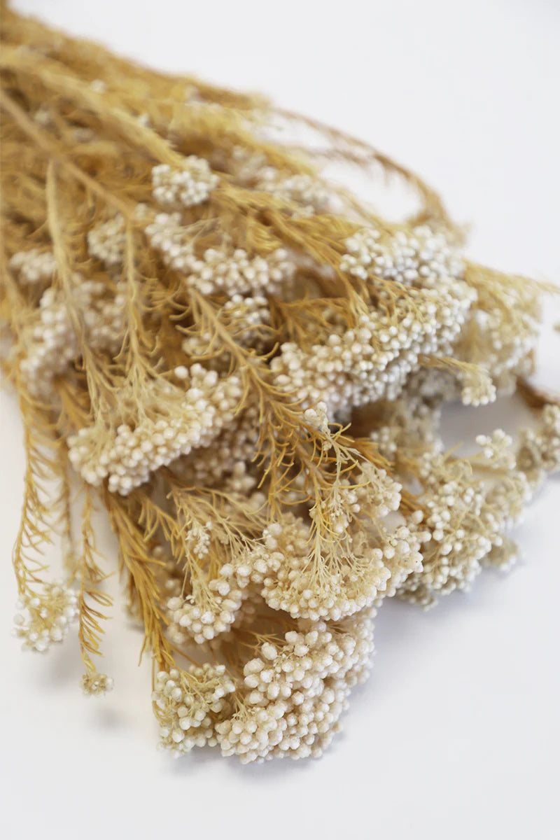 Dried Rice flower Bunch - White