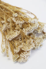 Dried Rice flower Bunch - White