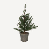 French Country Pine Tree in Rattan Basket X-Small