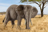 Schleich African Elephant Female