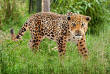 Schleich Jaguar