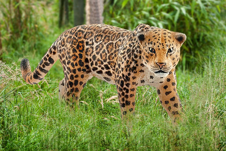 Schleich Jaguar